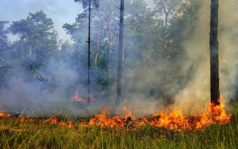 opnieuw grote bosbtand chaam 915x518 1