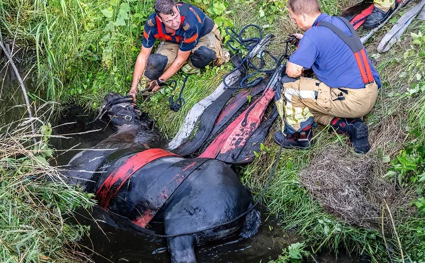 paard in sloot