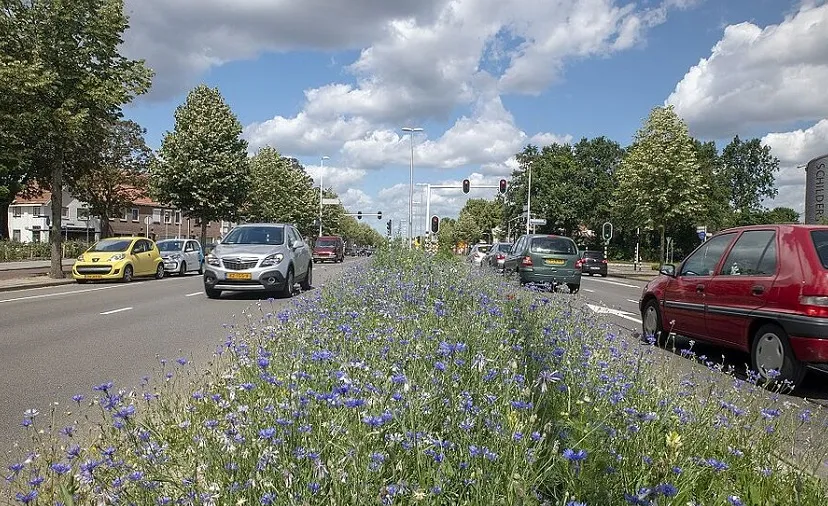 paarse bloemen in de berm a61136b982