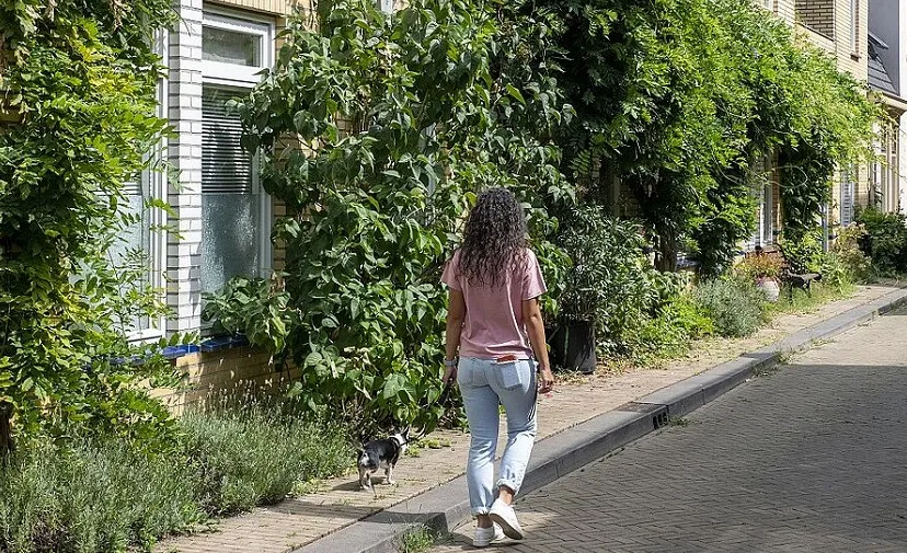 plantvlakken bij 9d9d4f0ce1