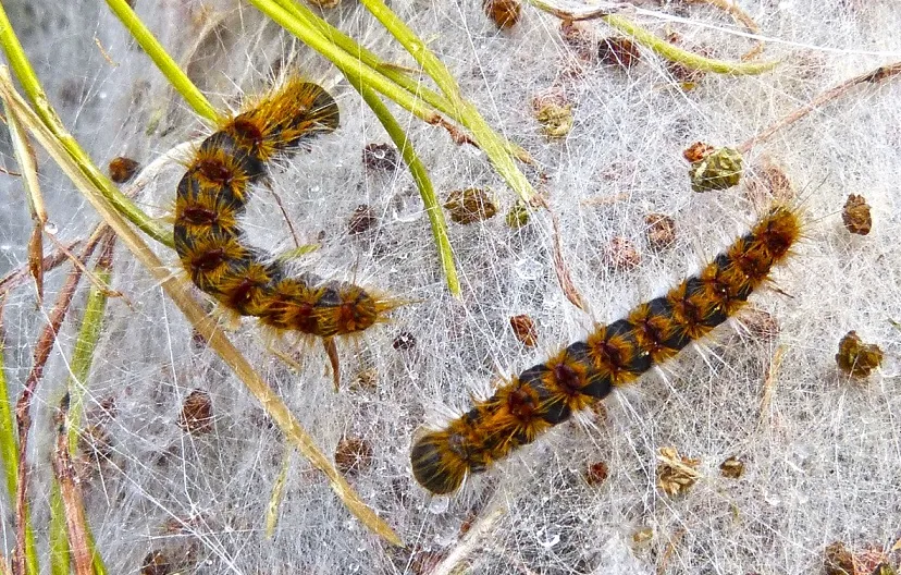 processionary 1119462 1280