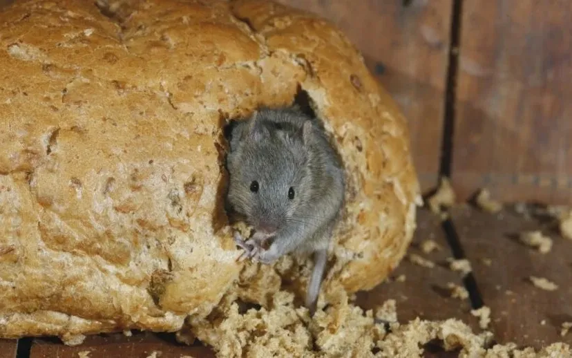 rechtenvrije afbeelding beestjes kwijt 915x518 1