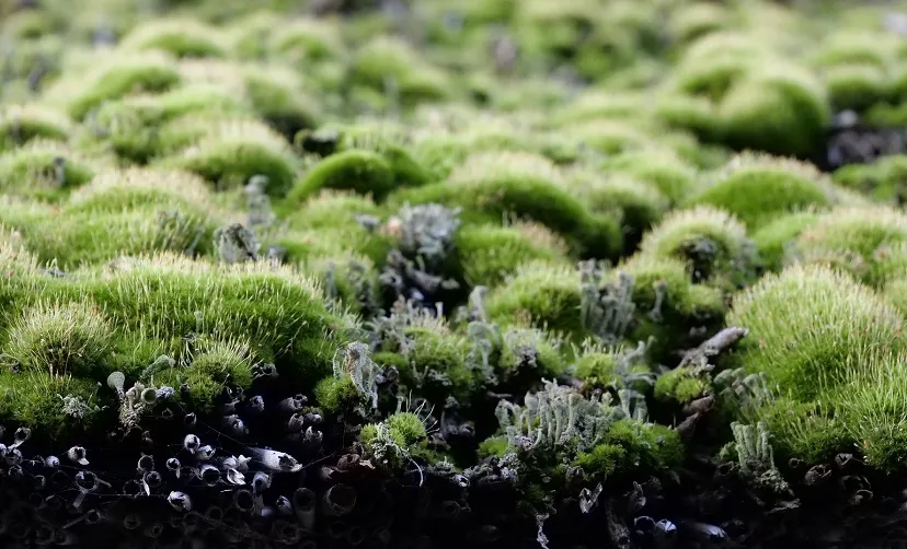 reed roof 4552722 1920 1