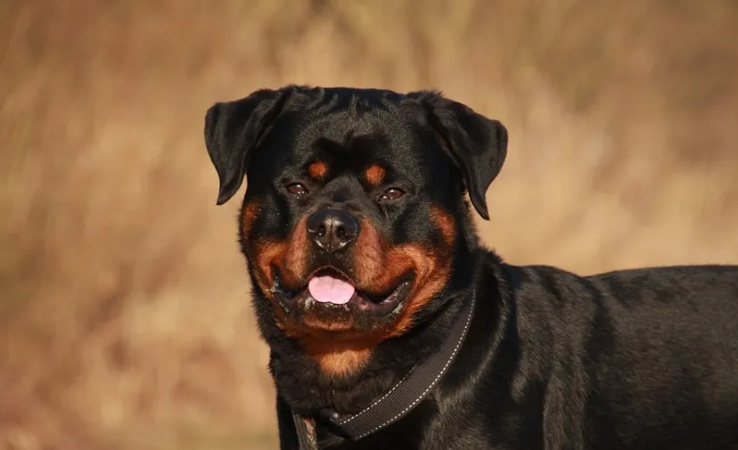 rottweiler 2007652 960 720
