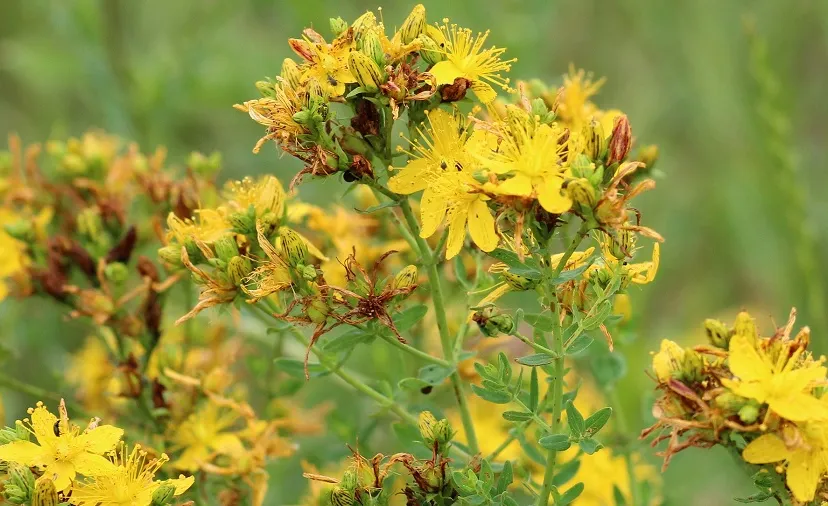 st johns wort 3491592 1920