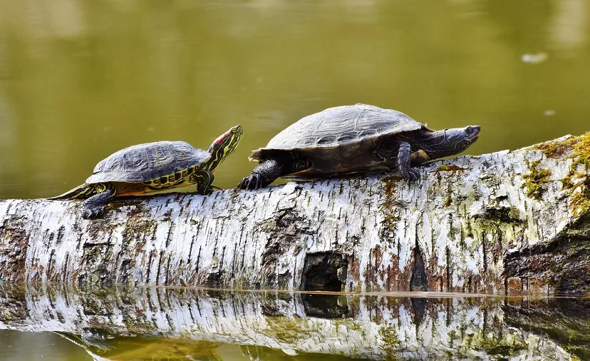 turtles gca1ed04fb 1920