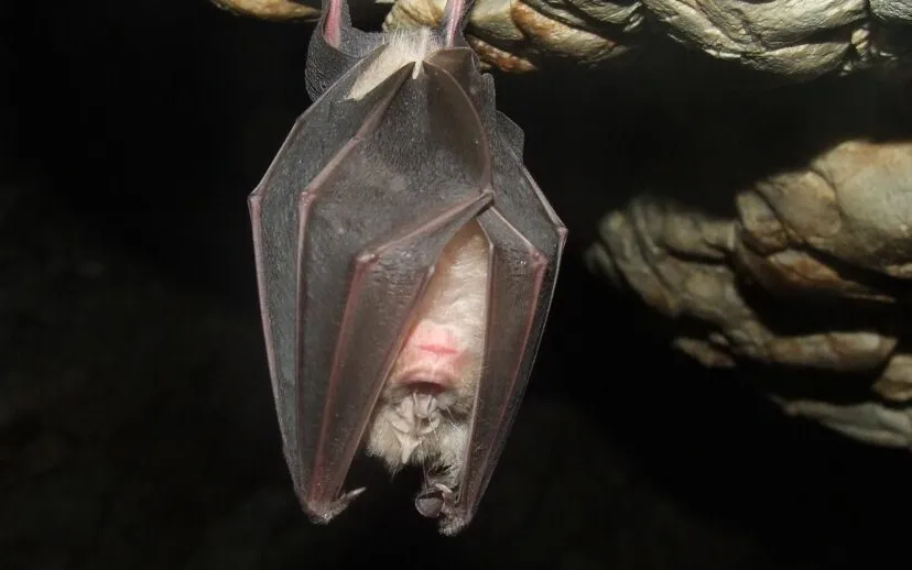 vleermuis 1 915x518 1