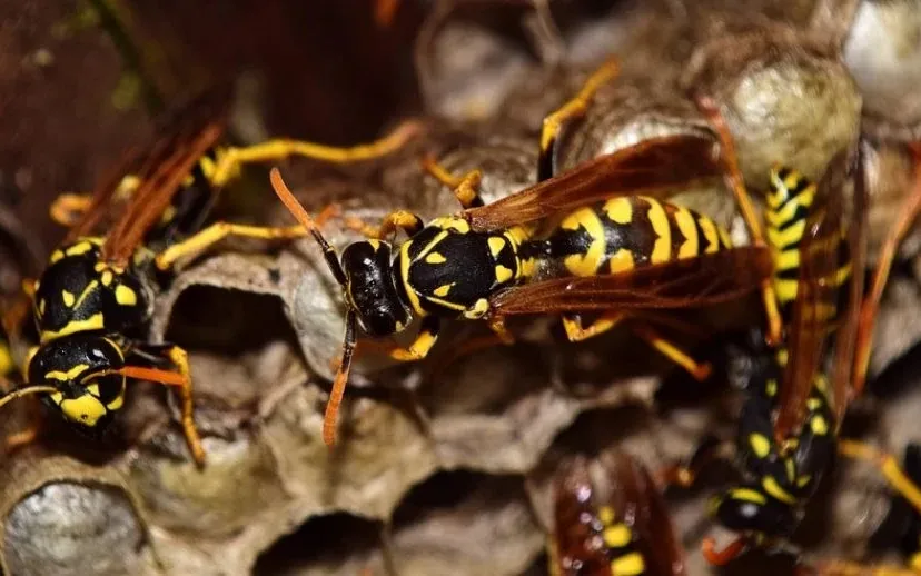 wasps 2702482 960 720 915x518 1