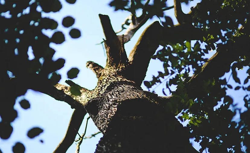 zieke boom 4c8a001002