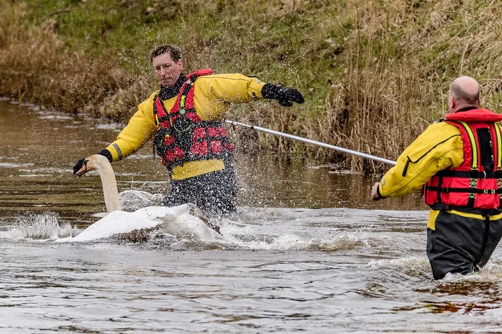 zwaan met gebroken poot