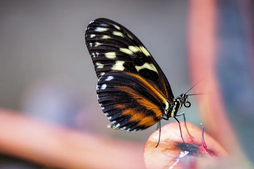 butterfly 4331746 1280