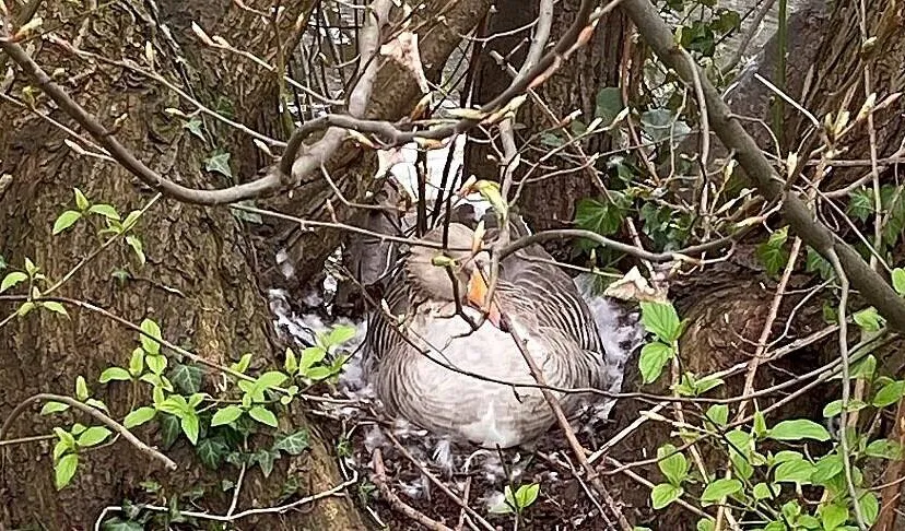 csm ganzen broeden cb32f23527