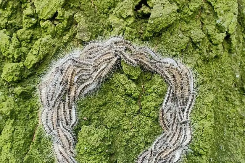 eikenprocessierups 4260017 1280