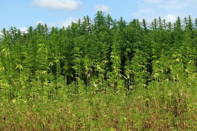 csm vezelhennep 576aab39bd