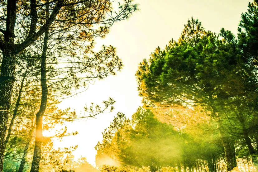 pexels-roshan-kumar-ray-345056-1092183