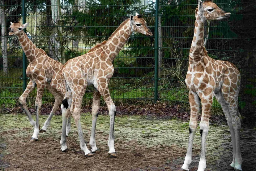 filters_fill(transparent)_quality(75)