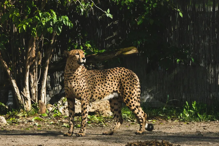 pexels-nicky-7349429