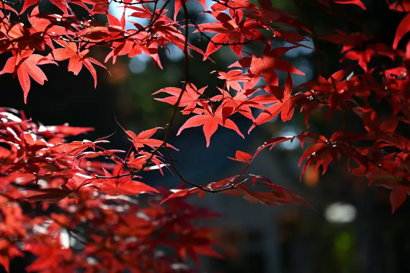 yamabon-maple-5686711