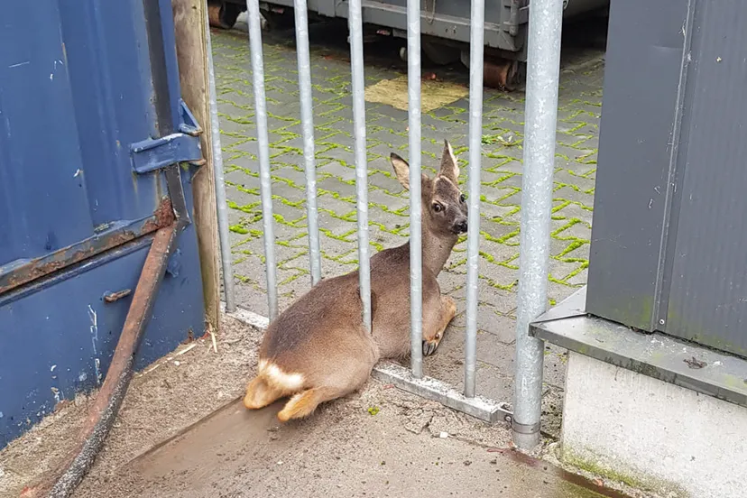 122706275 1051495455321109 1512971139604546432 o e1603627679528