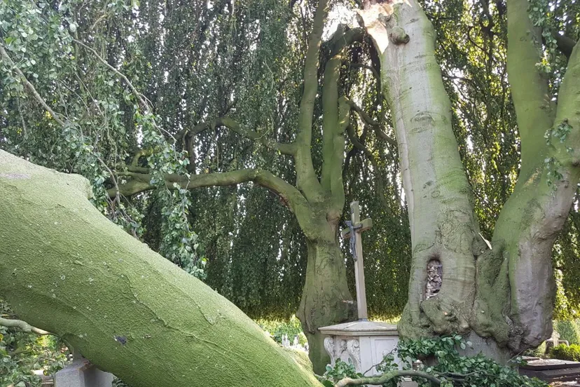 15520c6d f3fc 4d64 8221 eb3aa9ef89d4