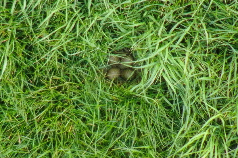 183277974 1184867318650588 7611276187431048199 n