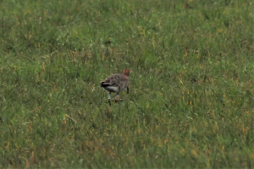 19 06 2019 albergen pouwels4