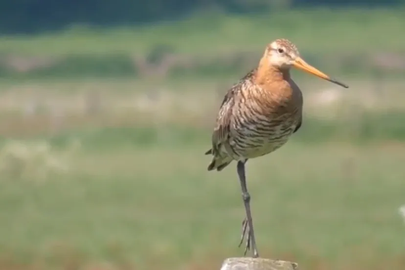 2018 06 26 cees veerman3 e1539256710561