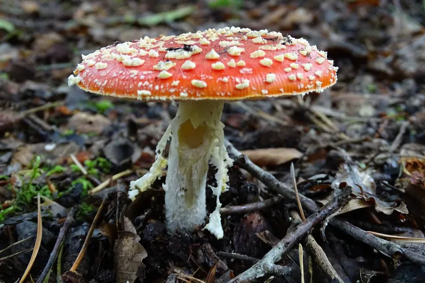 21868329 1916021681748152 1571091269 o