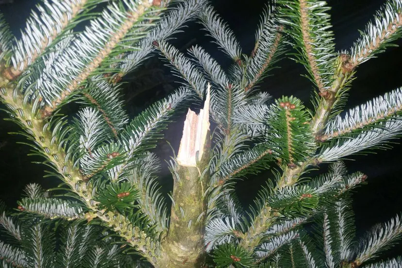 23593683 546711292358148 1015843133826841642 o1