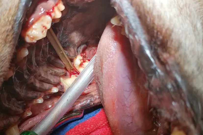 257389984 2981573905393550 2732113651537268229 n