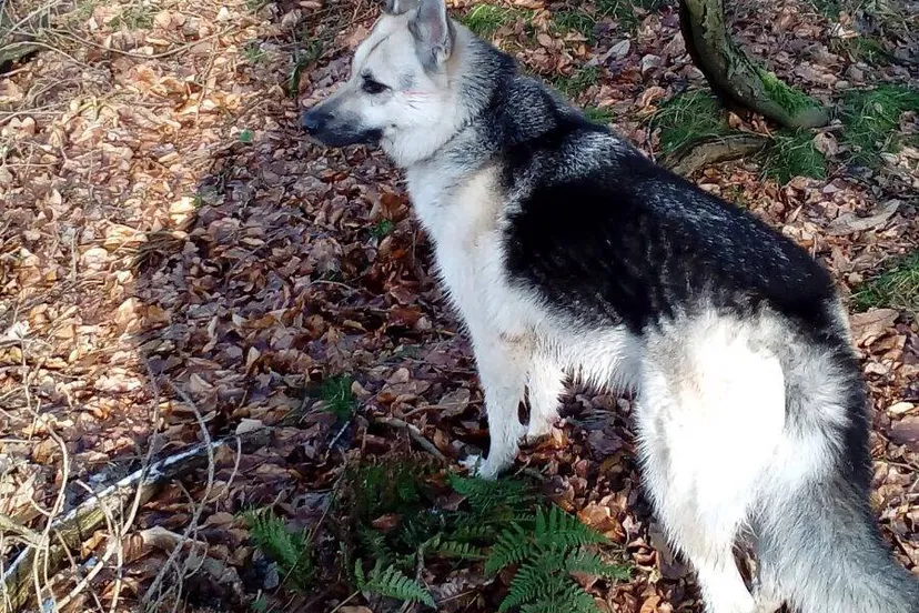 27368770 975977559220337 6693141296697721591 o