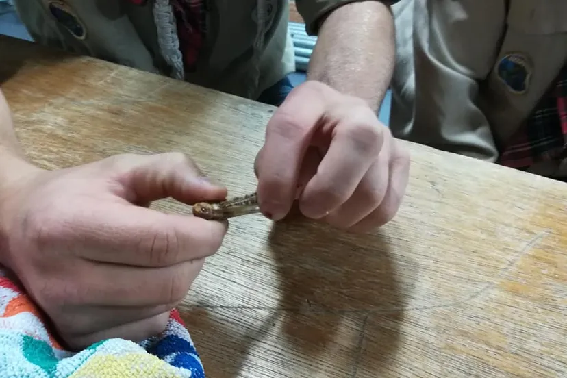 47284455 1969573823120118 3765561548261556224 n