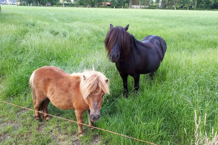 62134943 893059107723363 8849050407054344192 o