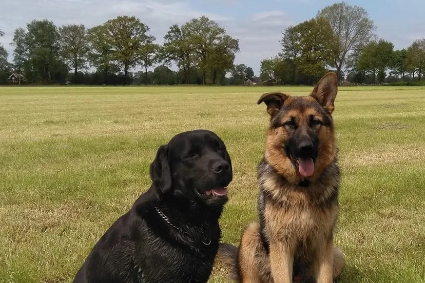 64311275 2307030702695486 343495618724888576 n1 e1560862520348