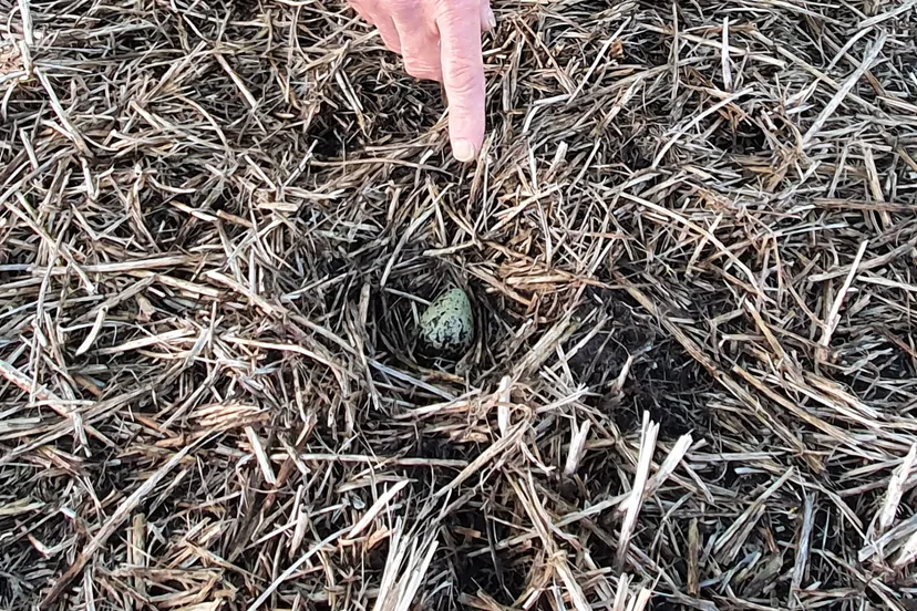 89749244 877682982702358 525805912309366784 o