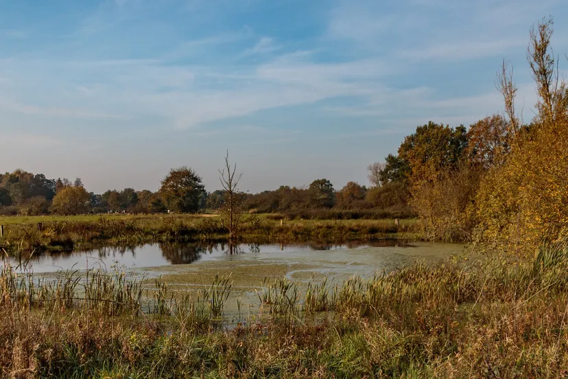 aamsveen henny de joode 2