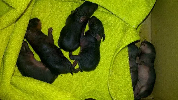 afzcuzvr7ttdw9lludb2um1or chihuaua