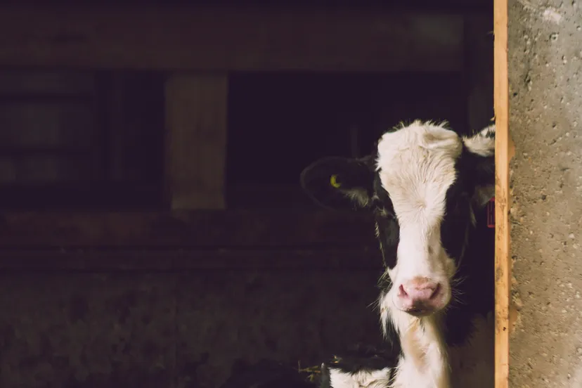 agriculture animal barn 436796 e1539680761162