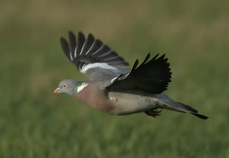 avec3t2tli256o3y34g1anbti houtduif