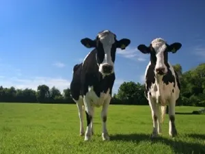 b1nn8312clcjgj6k5rllm1mil 78966