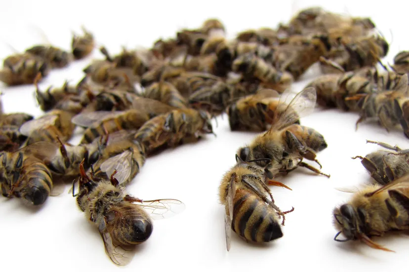 bijen dood