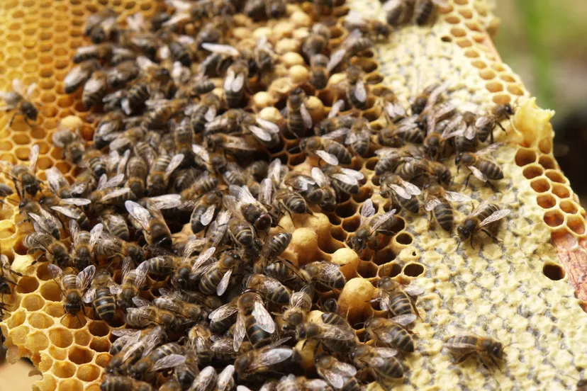 bijen dook van gils
