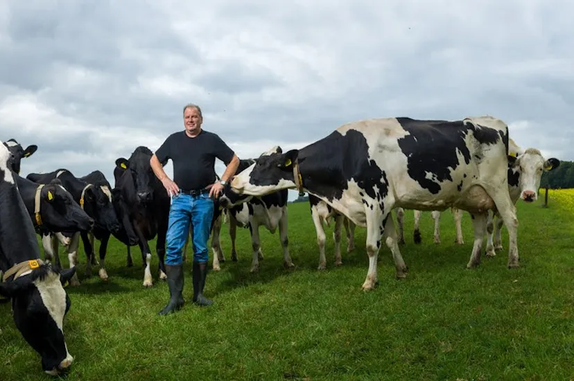 boer met koeien