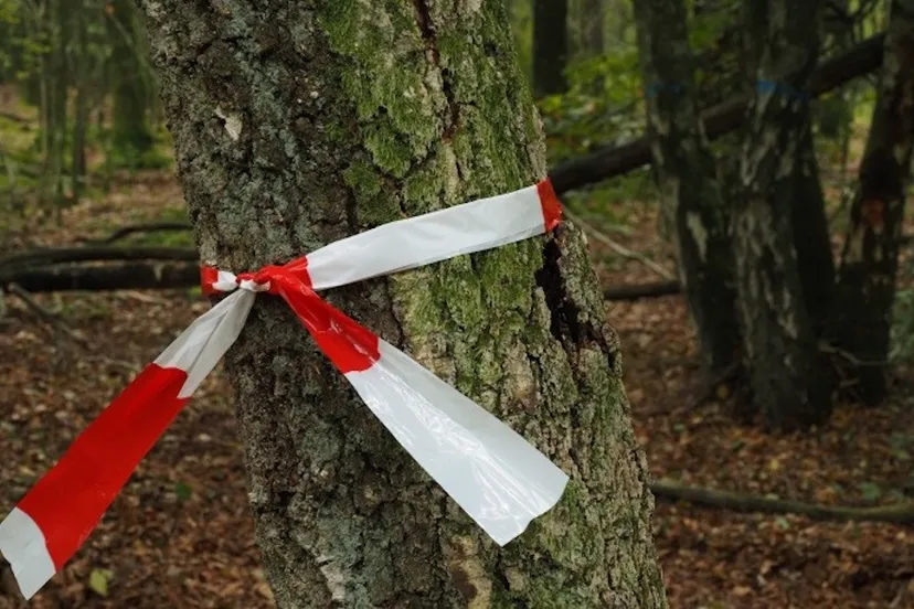 boom met veiligheidslint