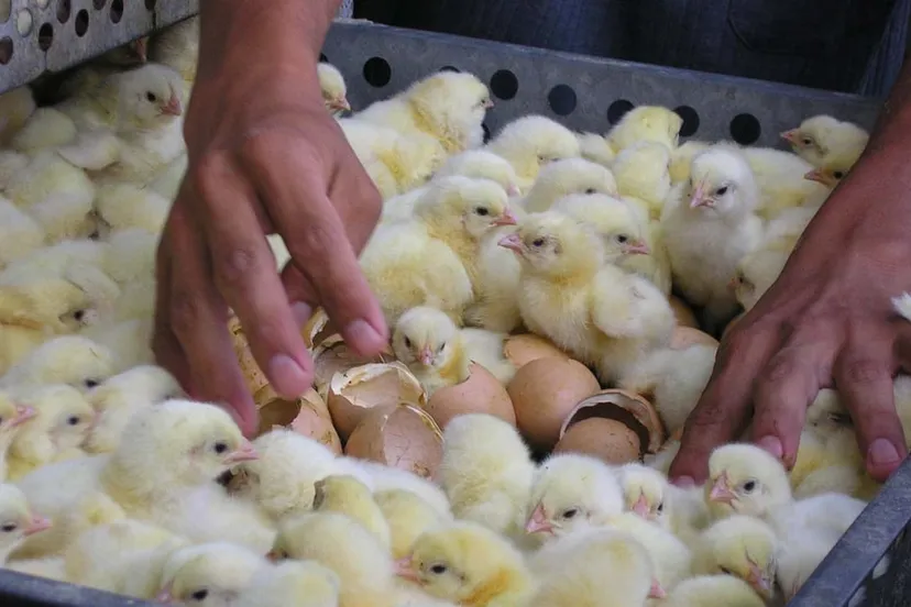 bzdmvrrycefmbtsdmw45xl2il kuikens