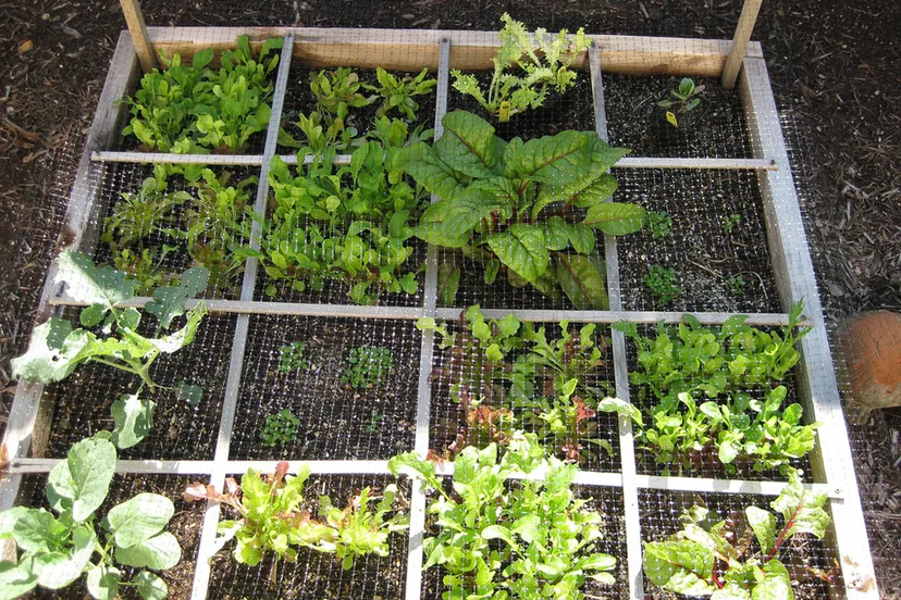 cne0evrx78tb84bkutmgnnc67 groenten