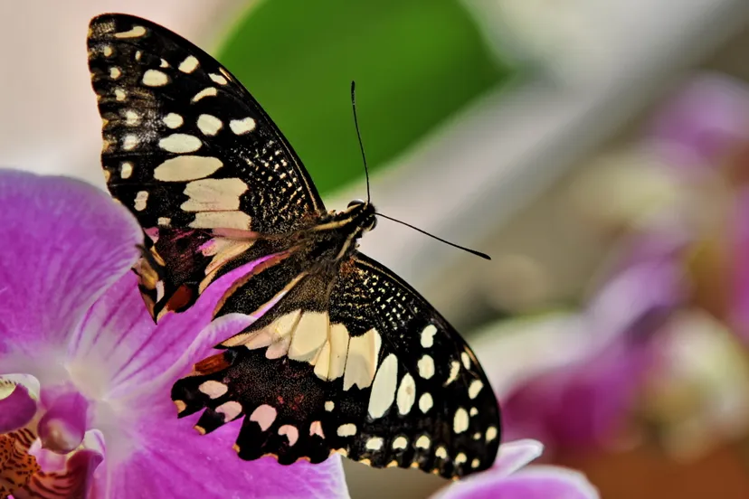 csxduxd4zn8xda7dt8w5sg44f 5405319301464071965ao