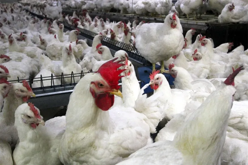 d1pdw4mmg4ue14b0fh9j6ibg4 kippenstal