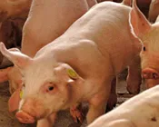 dlqo0tnmvtzs8zkg8zh7e7gov 94083