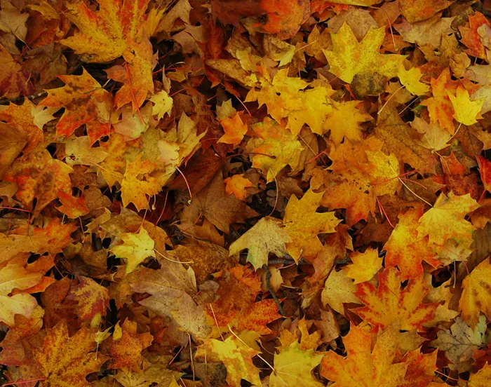 dmf8iqrrrgr9hqjvi3qtvnzth 186641